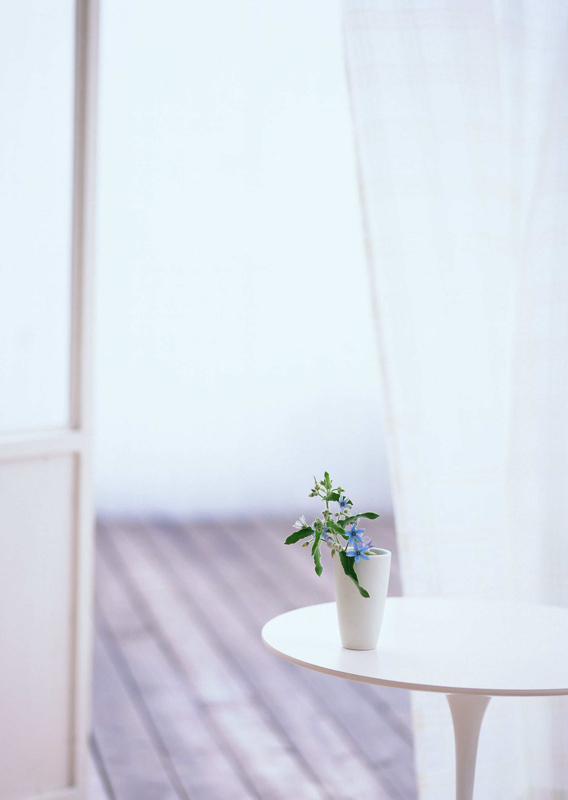 Indoor Plants With Flowers